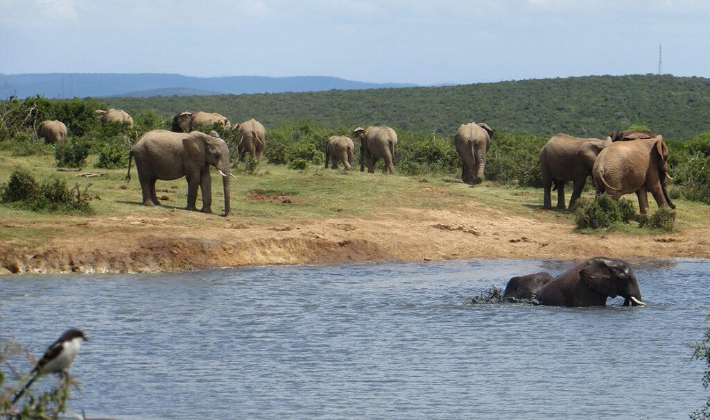 Large herd of elephants at a waterhole in Addo Elephant National Park, with two swimming in the foreground.