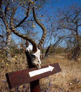 A rustic wooden trail sign topped with an antelope skull and horns in Balule, Greater Kruger.