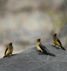 Closeup of three birds sitting on a rhino's back.