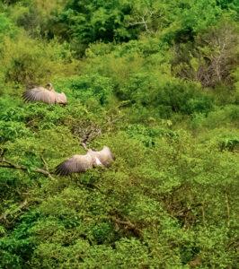 Two Vultures spread their wings while sitting high up in a tree full of green leaves.