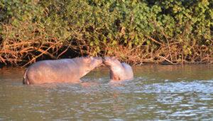 A mother and baby hippo embracing in St Lucia, observed from a boat cruise.
