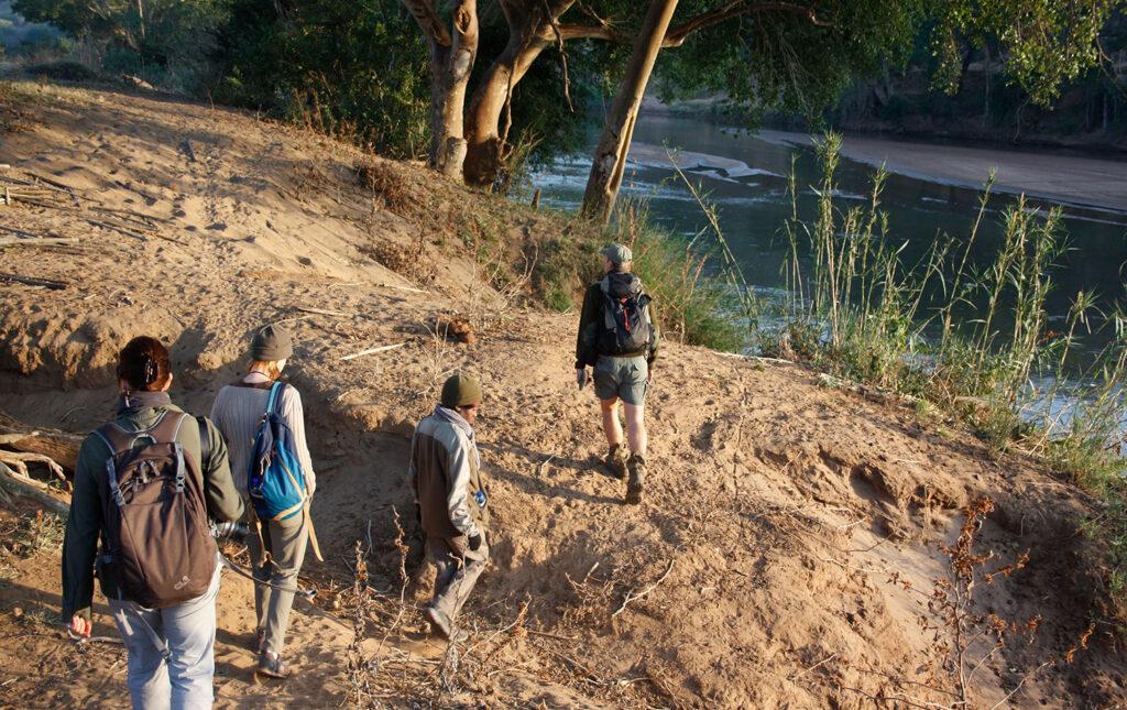 Small group bush walk with guide at Balule Nature Reserve.