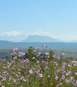 Field of pink cosmos wildflowers in full bloom with the Drakensberg mountains in the distance.