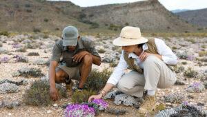 Guide and guest looking at a bright purple flower on Route 62 in South Africa.