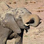 An elephant is drinking from a waterhole, the colour of its skin dark from the water.