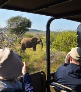 Safari guests photograph and watch an elephant grazing in the bush from an open game viewing vehicle.Safari guests photograph and watch an elephant grazing in the bush from an open game viewing vehicle.