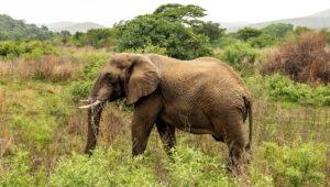 An elephant walking through the lush bush.