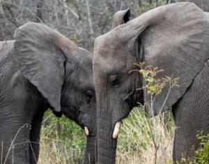 A closeup of two elephants next to each other, their trunks aligning.