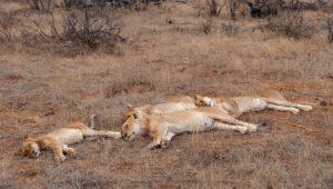 Pride of lions resting in the dry grass of Kruger National Park.