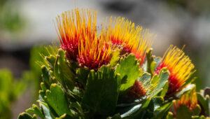 Orange flower as part of the Cape Floral Kingdom.