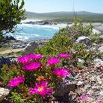 Pink flowers in West Coast National Park, a popular destination for South Africa honeymoon trips.