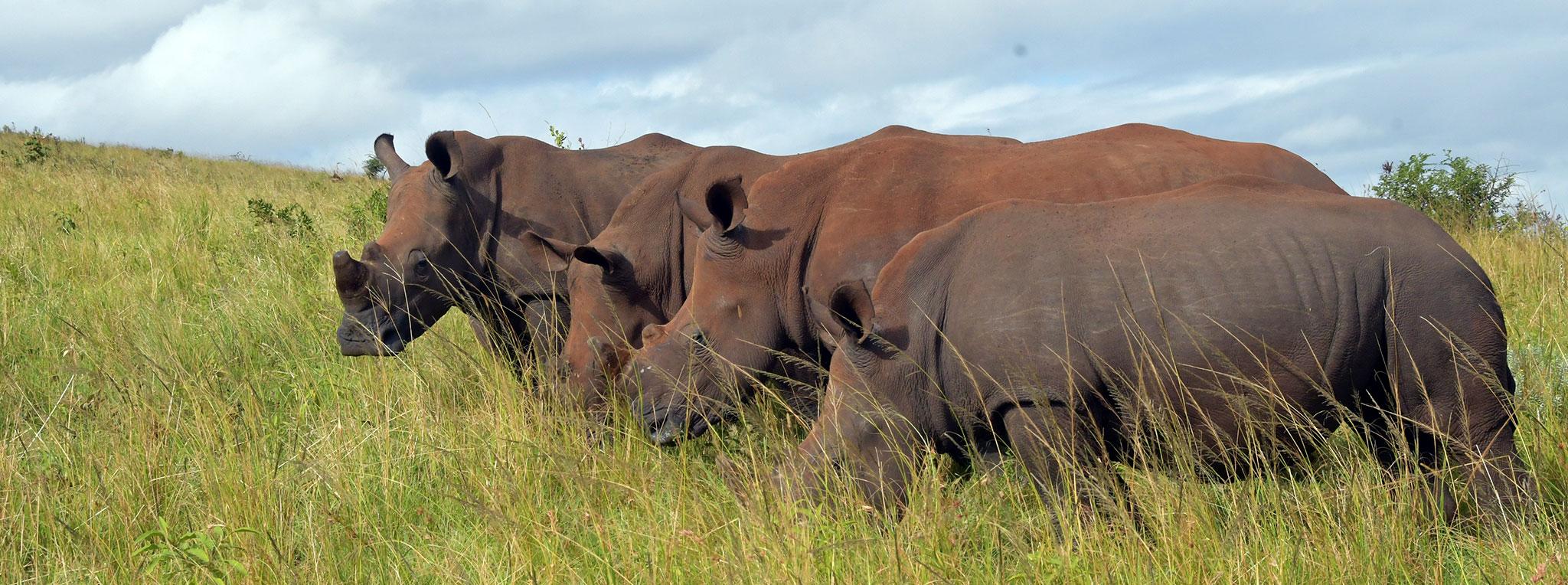 Four Rhinos eating grass in Hluhluwe Game Reserve.