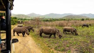 Rhino encounter during game drive through Hluhluwe Game Reserve with open safari vehicle.