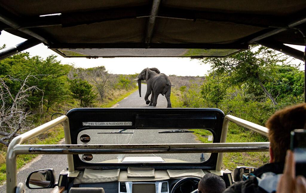 An elephant crosses the road, seen from a game drive vehicle in South Africa's iSimangaliso Wetland Park.