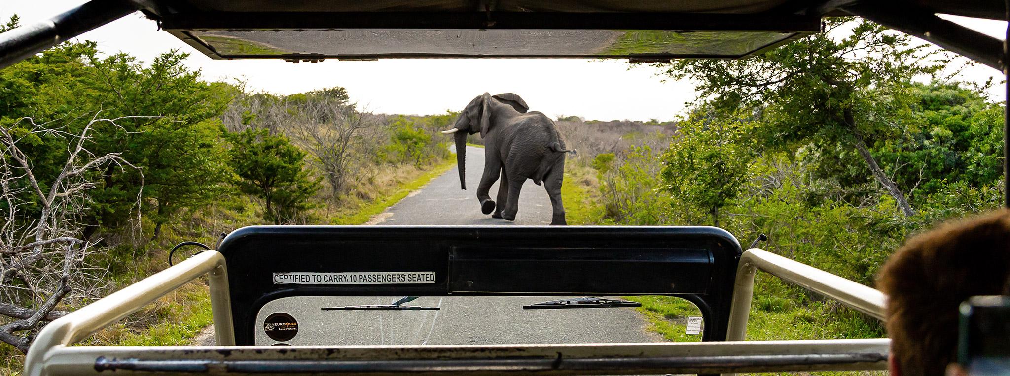 An elephant crosses the road, seen from a game drive vehicle in South Africa's iSimangaliso Wetland Park.