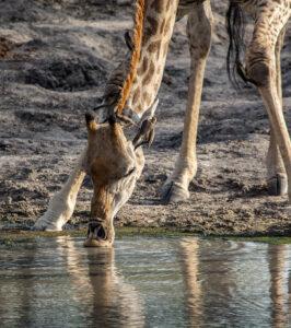A giraffe is drinking from a waterhole.