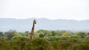 A giraffe walking, towering above dense vegetation