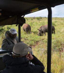 A guest photographing rhinos grazing at close range from a game drive vehicle with their guide.