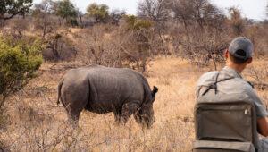 Guide watching a white rhino grazing in the dry bushveld of Kruger National Park.