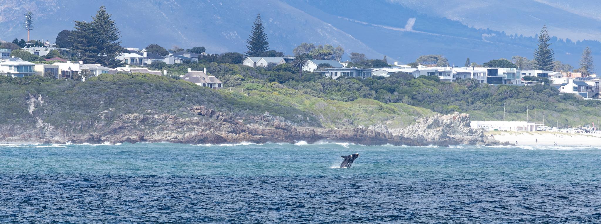 A whale breaching off the coast of Hermanus, with the town and mountains in the background.