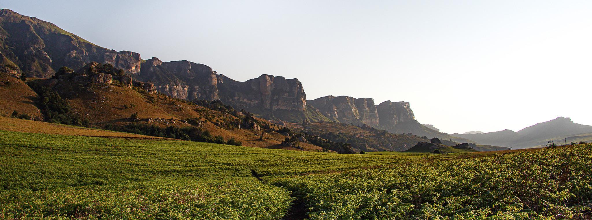 Trail leading towards the dramatic Drakensberg Mountain range.