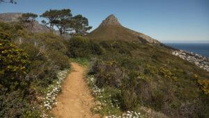 Hiking trail through fynbos leading towards Lion's Head with the ocean and city visible below, Cape Town.