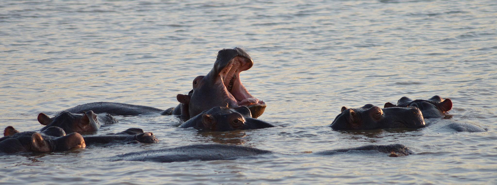 A hippo opening its mouth in a lake in Isimangaliso Wetland Park.