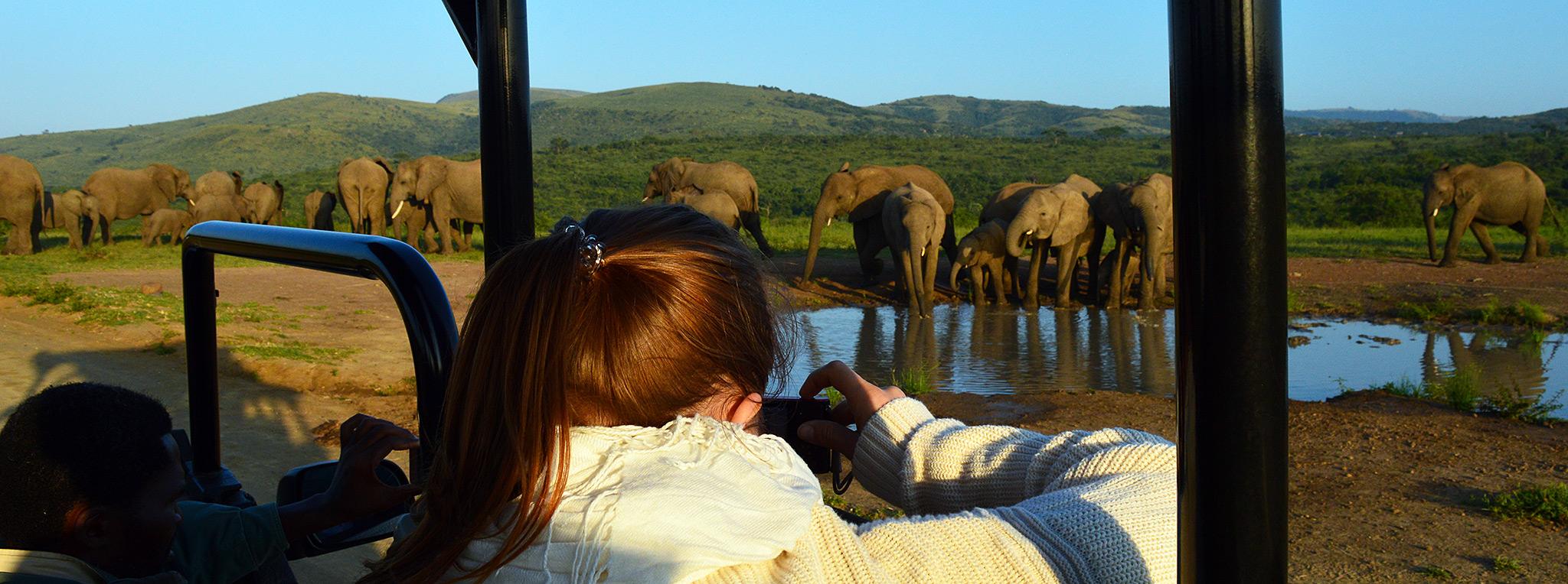 Girl photographying herd of elephants drinking at a waterhole, from safari vehicule on game drive through Hluhluwe.