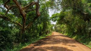 A tree-lined dirt road, Isimangaliso Wetland Park.