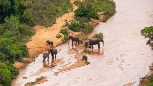 Aerial view of a herd of elephants crossing a river in iSimangaliso Wetland Park