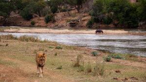A lion walking by a river and a hippo standing on the other side.