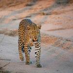 A leopard is walking along a sandy road in the morning sun.