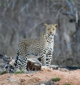 A leopard sighting on a small group safari in South Africa.