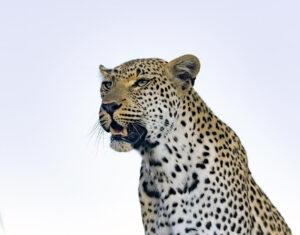 A closeup photo of a leopard looking to the left.