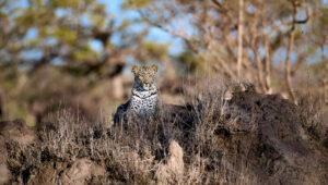 A leopard sitting in tall grass in the Sabi Sands Nature Reserve.
