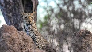 A leopard sitting on a termite mount looking directly at the camera.