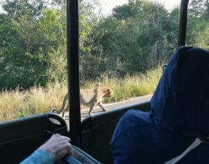 Leopard walking alongside safari vehicule.