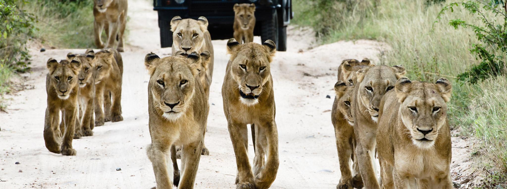 A pack of lions walking in front of a game drive vehicle of Sabi Sabi Selati Camp.