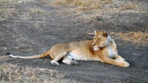 A lion resting on the ground in Timbavati Game Reserve, South Africa.