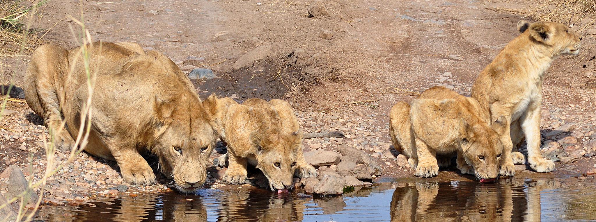 Lion pride drinking at a waterhole in Timbavati Game Reserve, South Africa.
