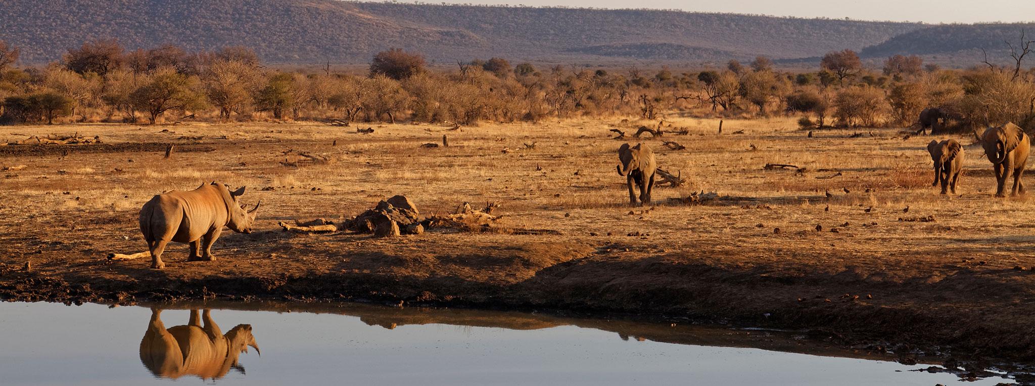 A rhino and elephants on a lake in the Madikwe Game Reserve.