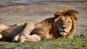 A male lion lying in the grass of the Madikwe Game Reserve.