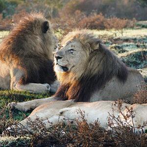 Male lions resting at Kariega Game Reserve.