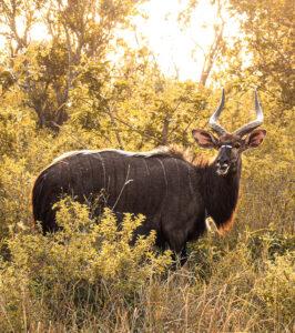 Male nyala with spiral horns in golden light at Hluhluwe-iMfolozi Park, South Africa
