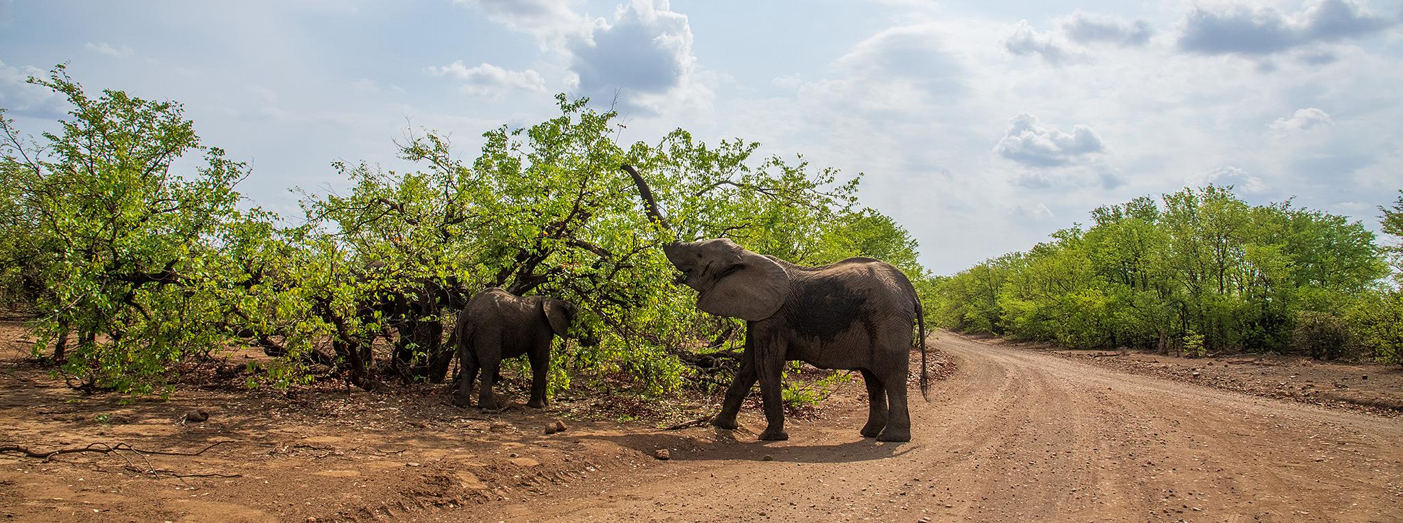 A mother and her baby elephant, eating off a tree on the side of a dirt road in the Kurger National Park.