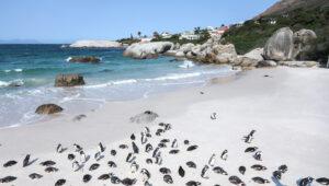 Penguins in the sand at Boulders Beach.