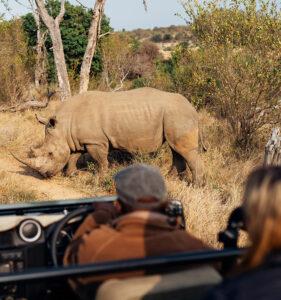 Guests and guide sit in a game drive vehicle while a rhino crosses the road.