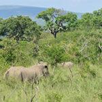 Rhinoceros spotted in dense bush on a game drive.