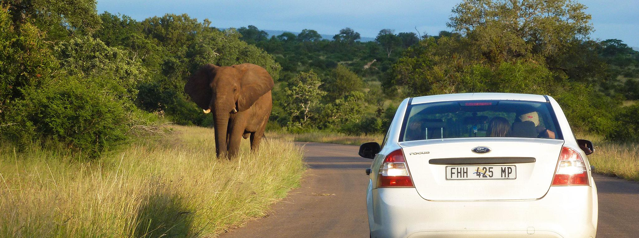 A rental car stopped on a road in Kruger National Park on our best South Africa self-drive itinerary as an elephant crosses.