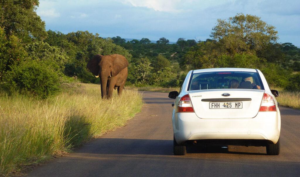 A rental car stopped on a road in Kruger National Park on our best South Africa self-drive itinerary as an elephant crosses.